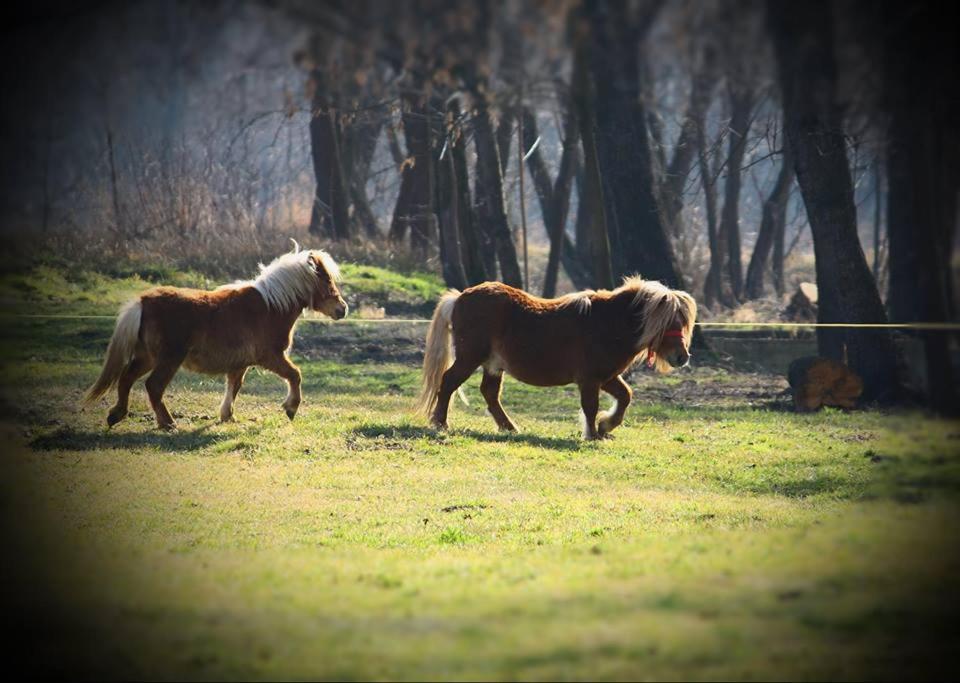 Fantanita Craiesei Otel Făgăraş Dış mekan fotoğraf